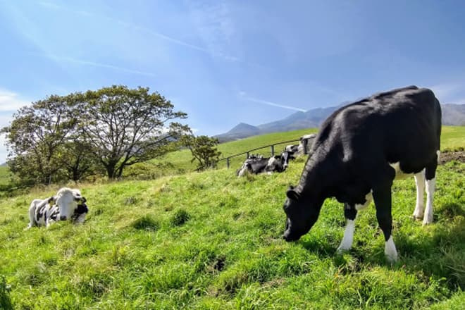 Ozasa Farm